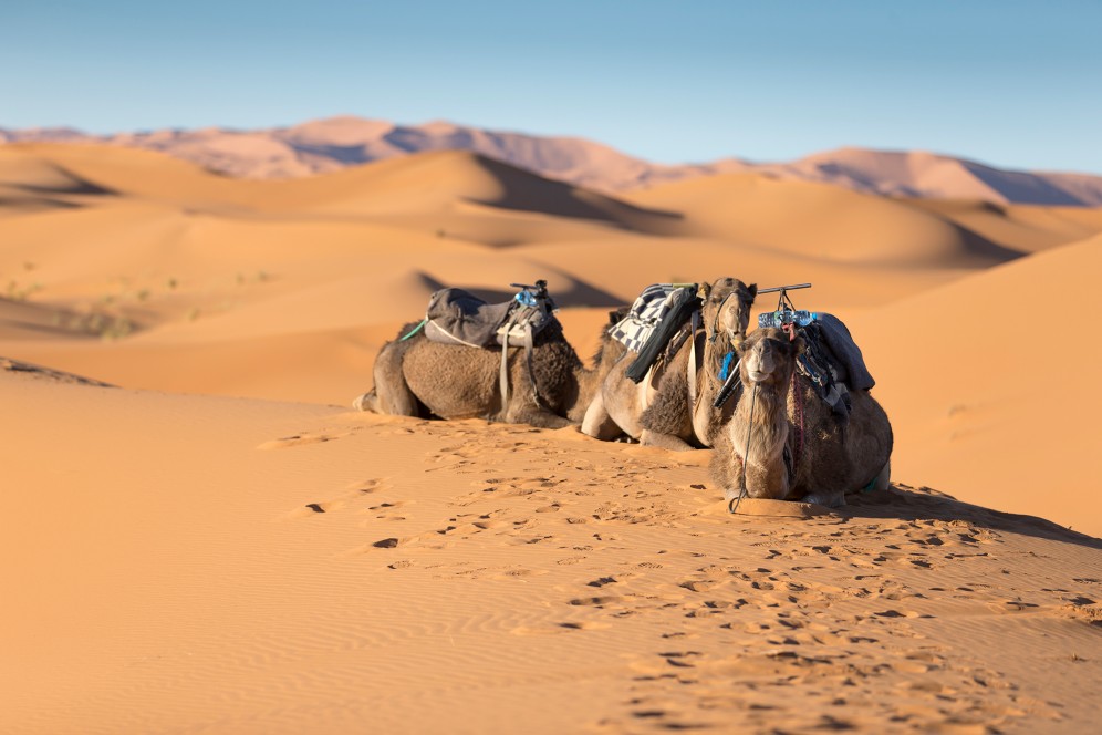 Cammelli nel deserto