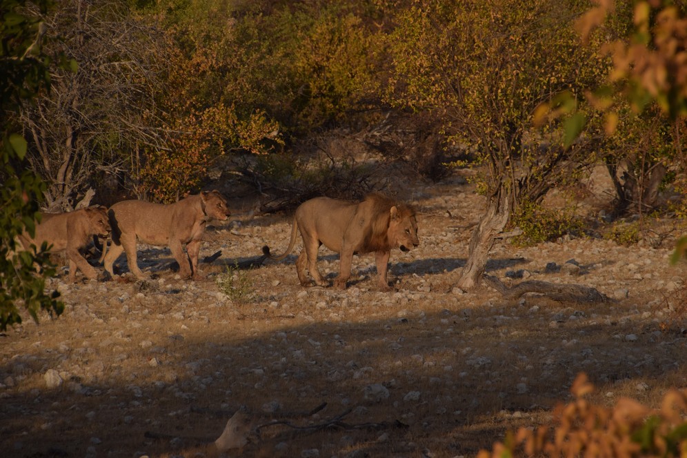 Viaggio di gruppo in Namibia - Leoni