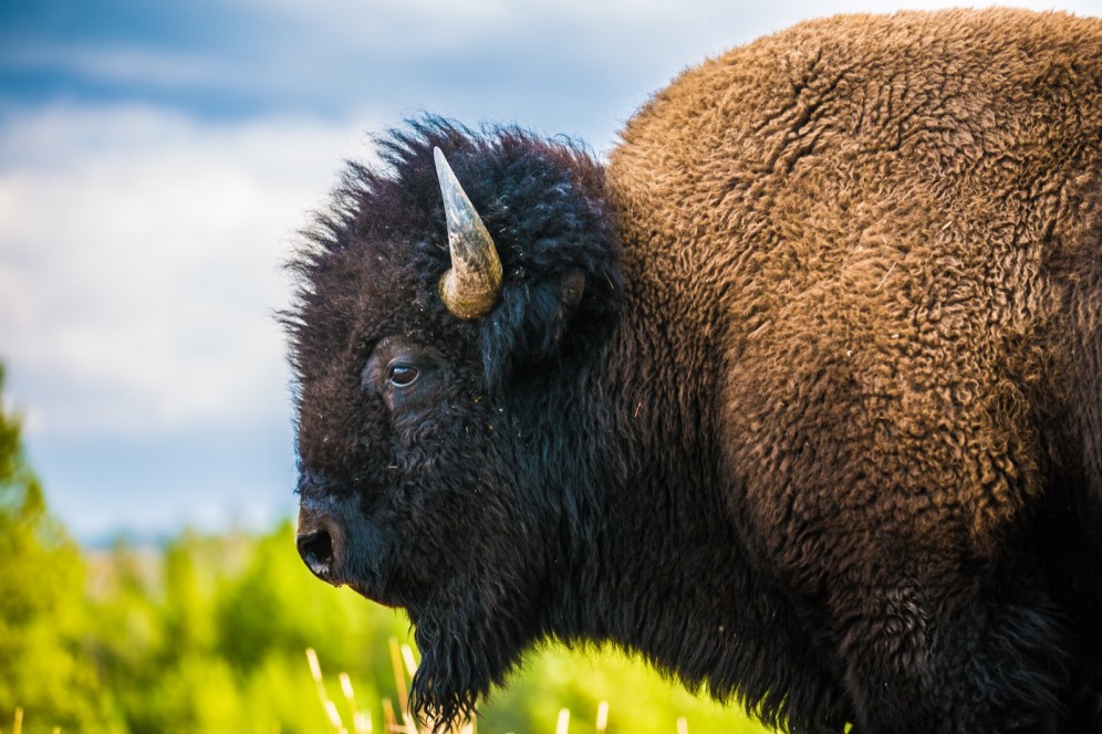 Viaggio organizzato negli Stati Uniti - Bisonti allo Yellowsotne National Park