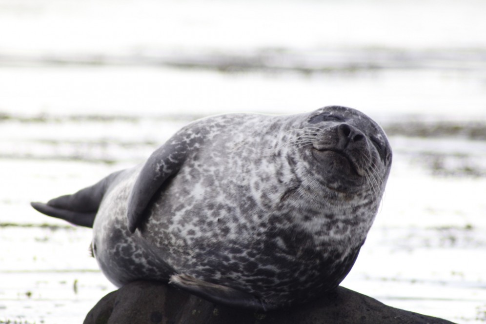 Foca islanda