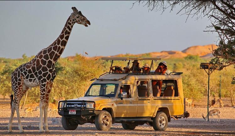 Safari a Sir Bani Yas Island