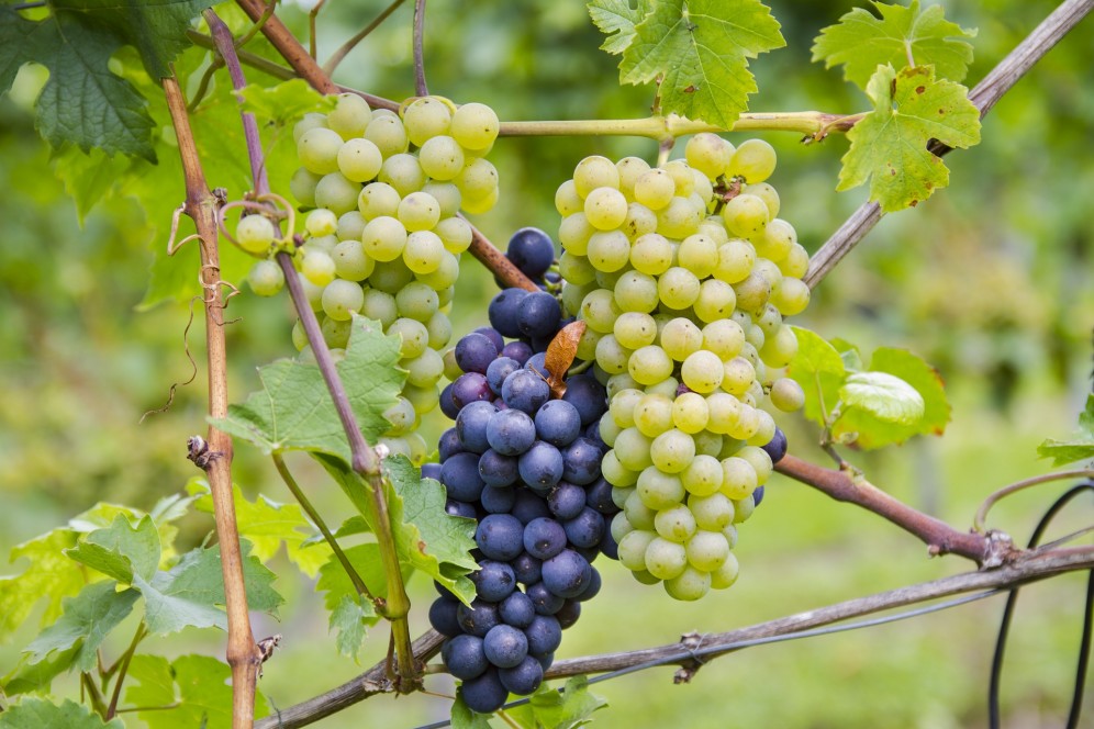 viaggio di gruppo organizzato in pullman a Riesling strada dei vini alsazia