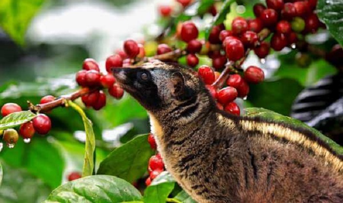 Esemplare di Kopi Luwak a caccia di bacche