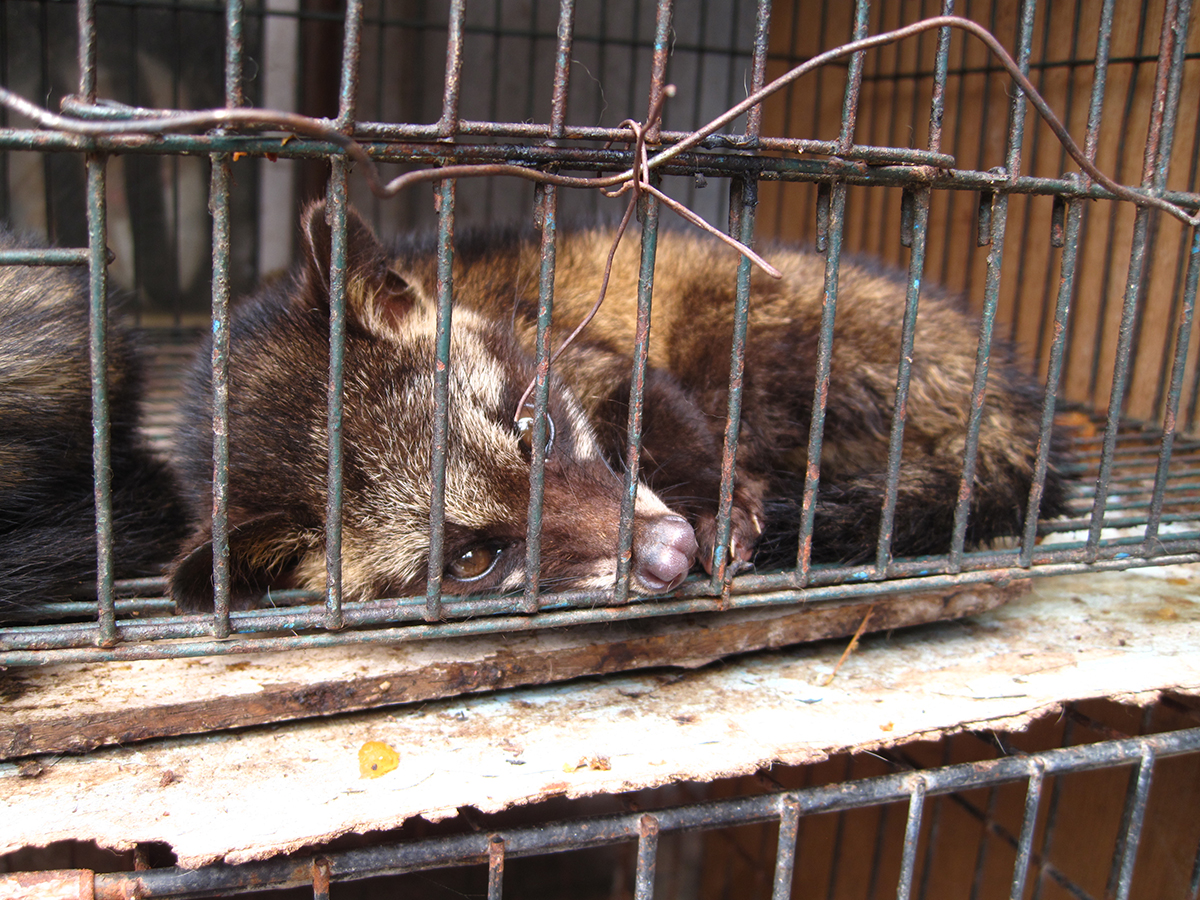 Esemplare di Kopi Luwak rinchiuso in gabbia