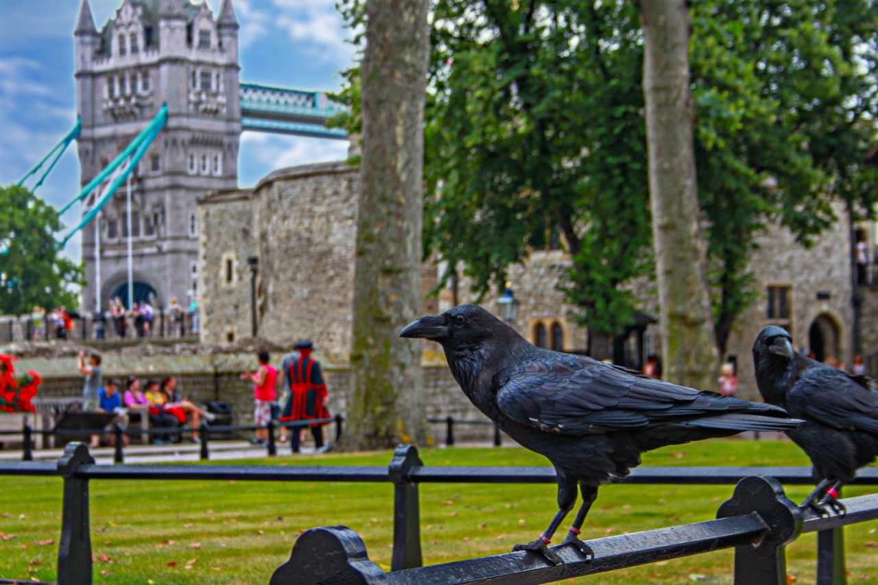 Curiosità da vedere a Londra la superstizione dei corvi