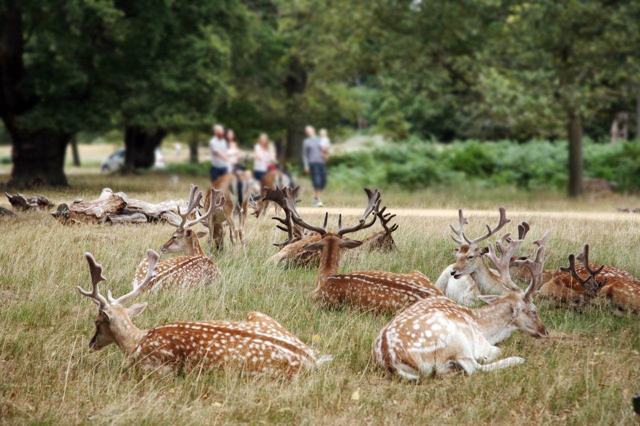 Curiosità da vedere a Londra cervi a richmond park