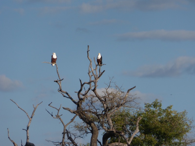 aquile botswana