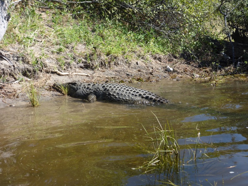 coccodrillo botswana