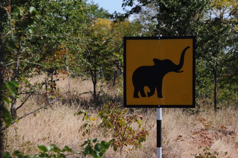 attraversamento elefanti botswana