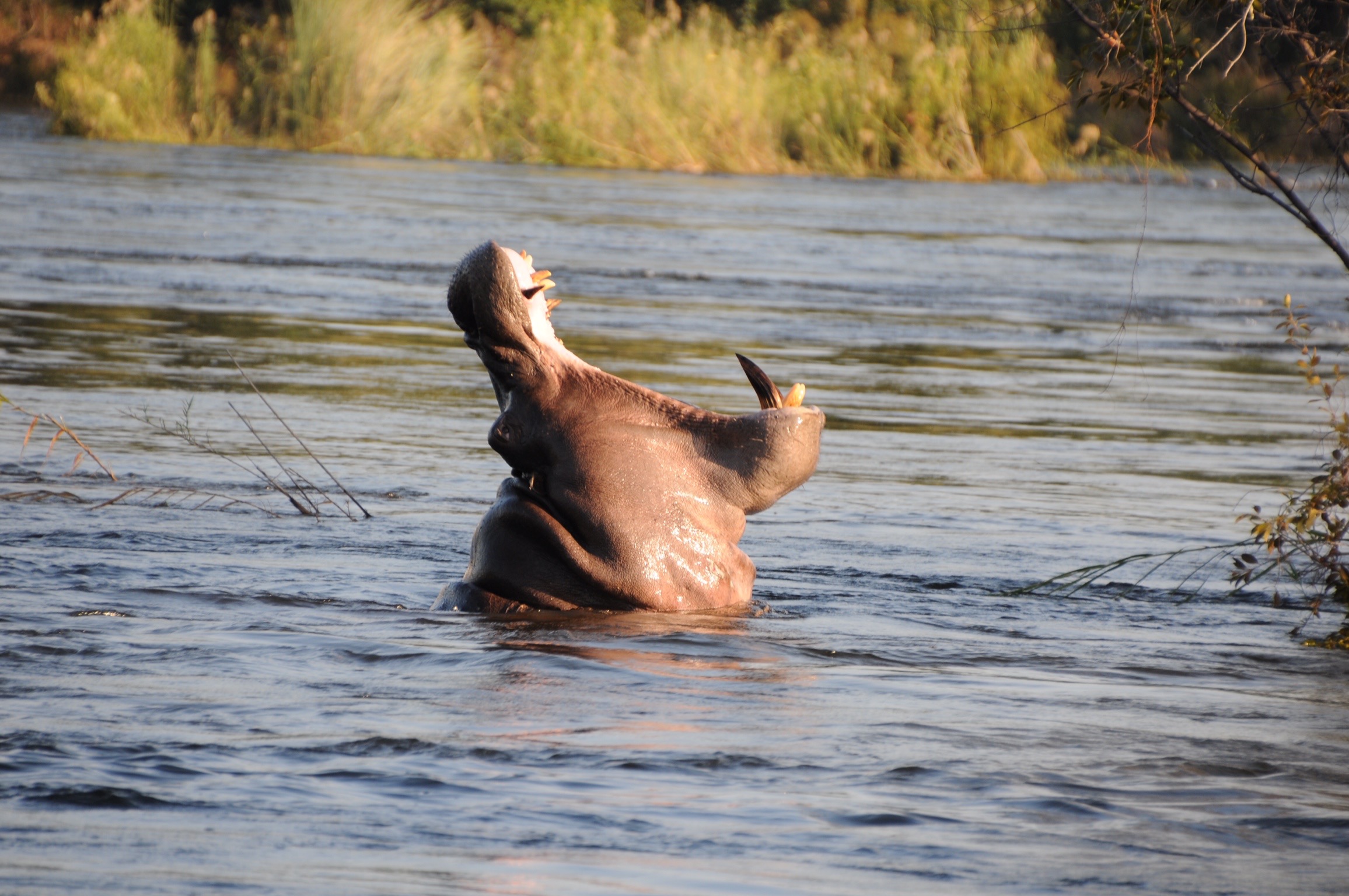 hippo botswana