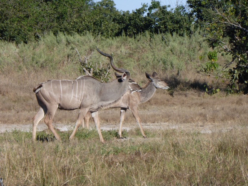 kudu