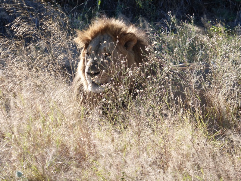 lion botswana