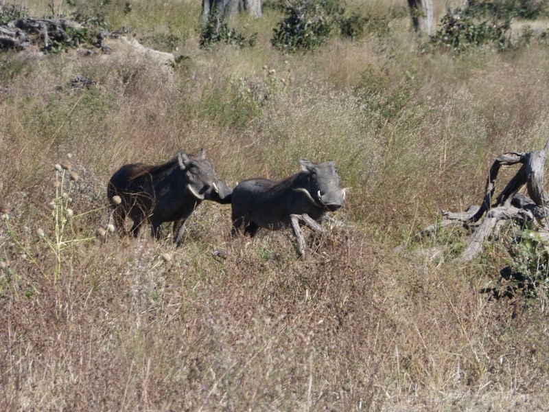 pumba botswana