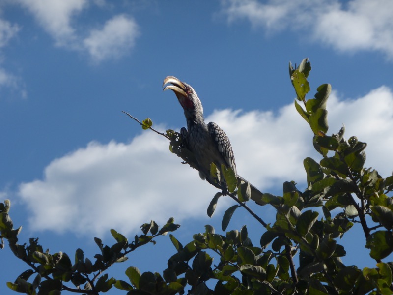 zazu botswana