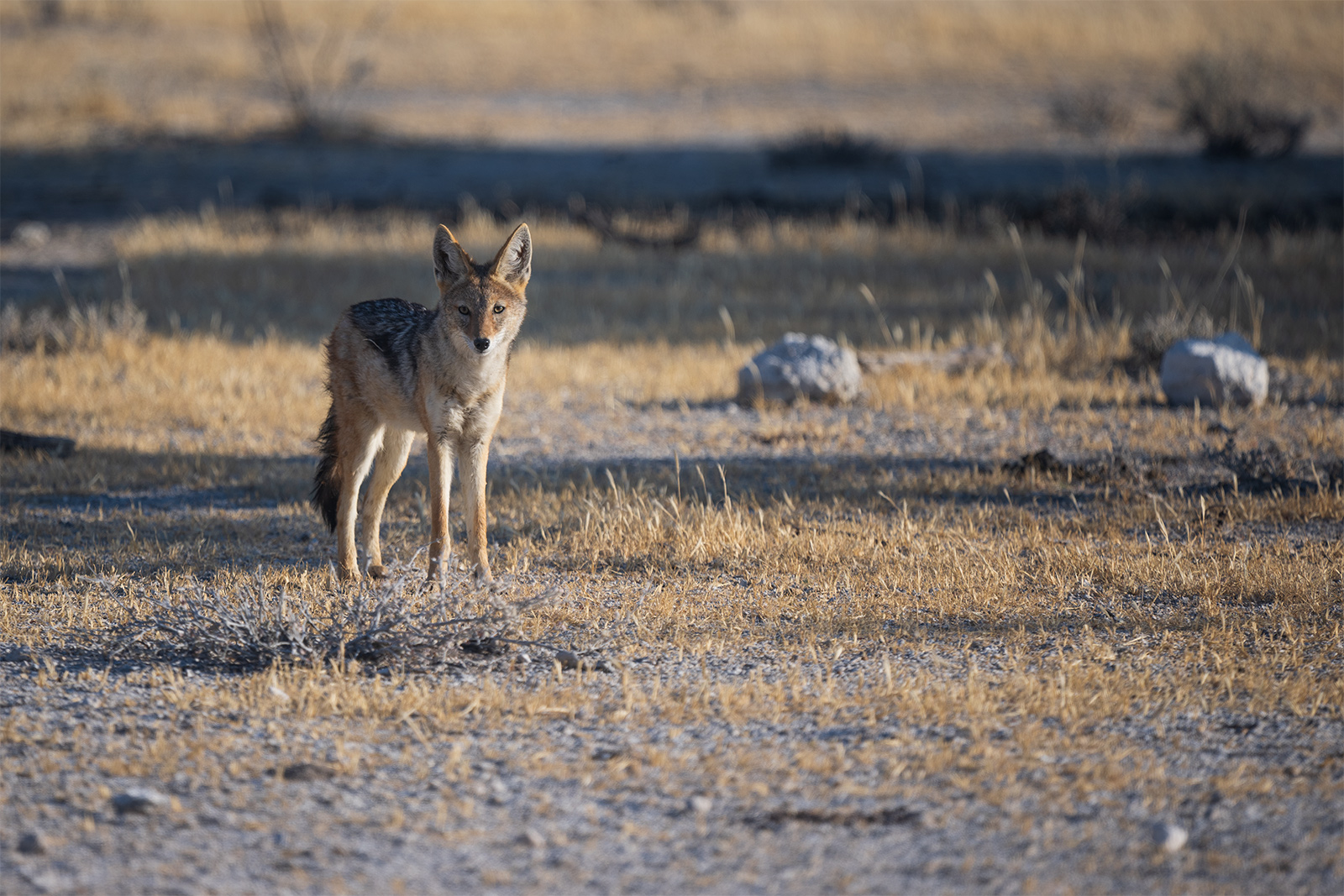 diario-di-viaggio-in-Namibia-15