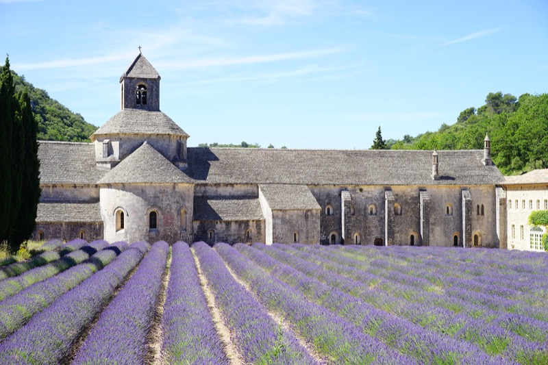 abbazia di Senaque lavanda